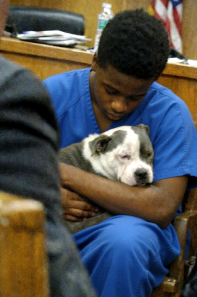 Teenager’s Act of Kindness Towards Abused Dog Moves Judge to Tears